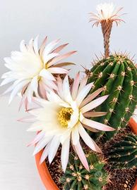 Splendido Trichocereus adulto ,in fioritura