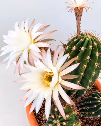 Splendido Trichocereus adulto ,in fioritura