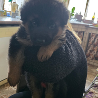 Cuccioli pastore tedesco
