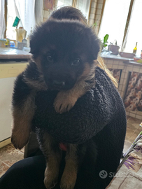 Cuccioli pastore tedesco