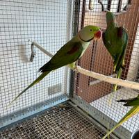 Grandi Alessandrini pronti per la riproduzione