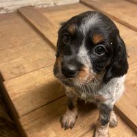 Cuccioli epagnel Breton