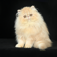 Cucciolo gatto persiano