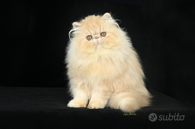 Cucciolo gatto persiano