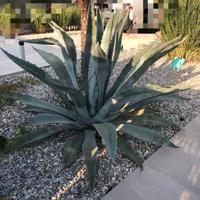 Agave americana pianta grassa 