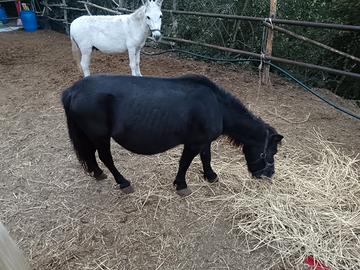 Pony