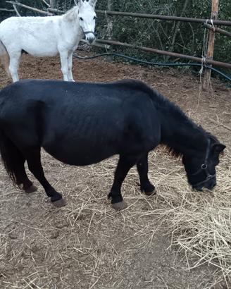 Pony
