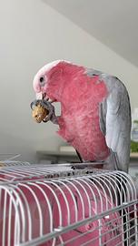 Cacatua Pappagallo