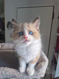 Cucciolo Ragdoll
