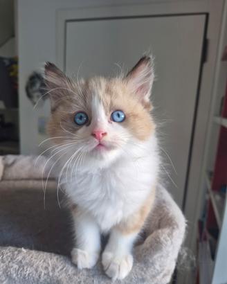 Cucciolo Ragdoll