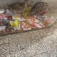 Coppia di quaglia giapponese