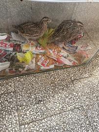 Coppia di quaglia giapponese