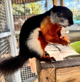 Scoiattolo Tricolore Americano