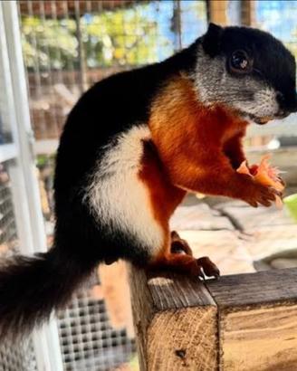 Scoiattolo Tricolore Americano