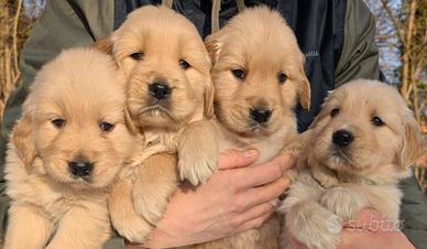 Cuccioli golden retriever