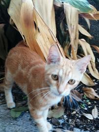 Gattina