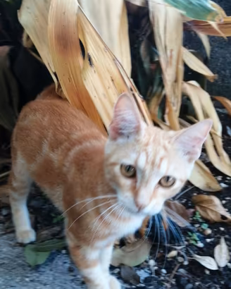 Gattina