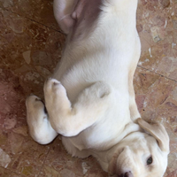 Cucciolo Labrador color Champagne