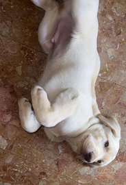 Cucciolo Labrador color Champagne