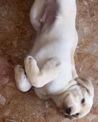 Cucciolo Labrador color Champagne