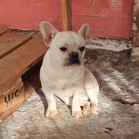 Bulldog francese adozione