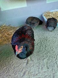 Gallo riproduttore Araucana tedesca selvatico