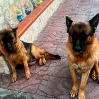 Pastore tedesco MASCHIO RAZZA GIGANTE PER MONTA