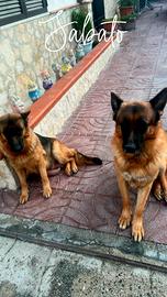 Pastore tedesco MASCHIO RAZZA GIGANTE PER MONTA