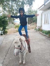 Cavallo pony castrone