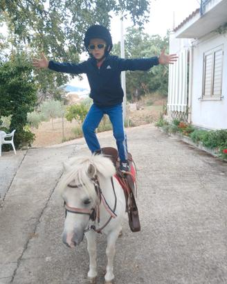 Cavallo pony castrone