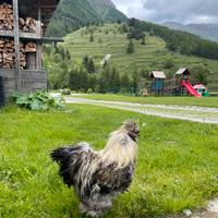 Gallo moroseta giovane