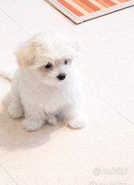 Maltese taglia piccola