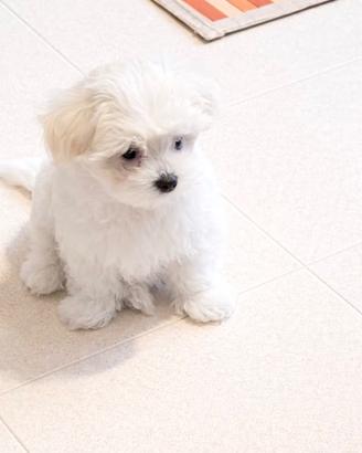 Maltese taglia piccola