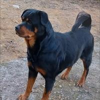 Rottweiler cuccioli