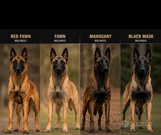 Cucciolo di pastore belga malinois