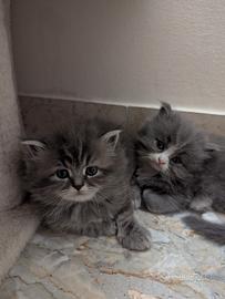 Gattini Persiano