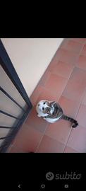 Gatto castrato