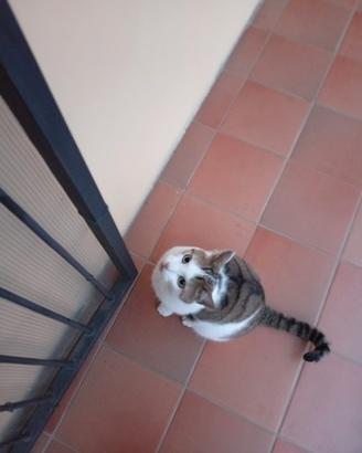 Gatto castrato