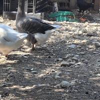 Oche da riproduzione