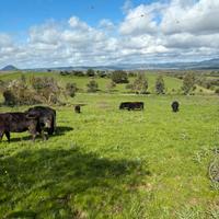 Vitelli a manze Angus