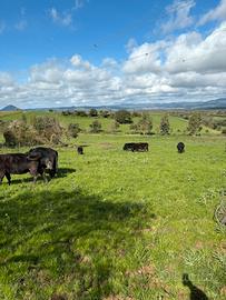Vitelli a manze Angus