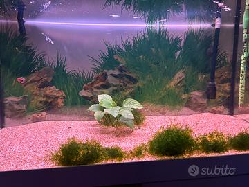 Anubias pianta