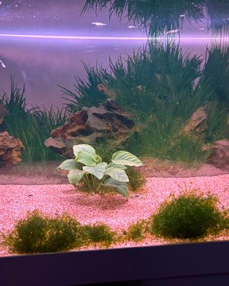 Anubias pianta