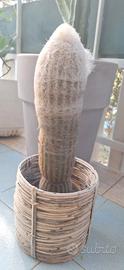 Cactus lanato