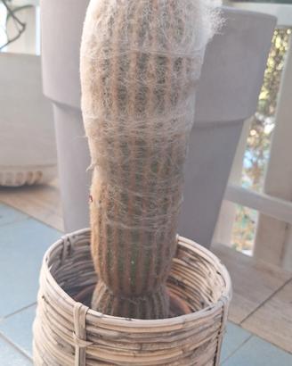 Cactus lanato
