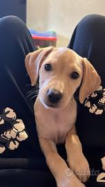 Pitbull x Malinua 2 mesi