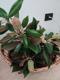 creazioni 