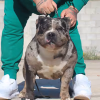 Maschio di american bully poket