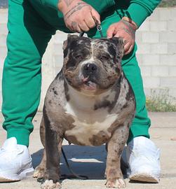 Maschio di american bully poket