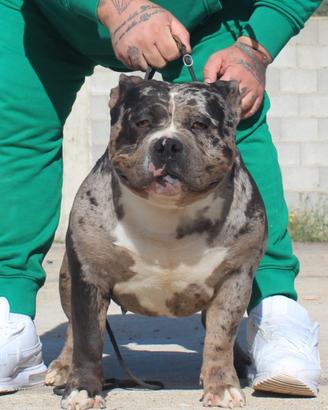 Maschio di american bully poket